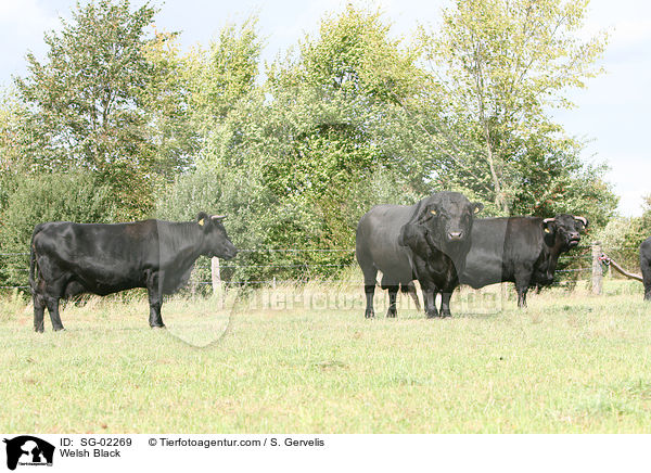 Welsh Black / SG-02269