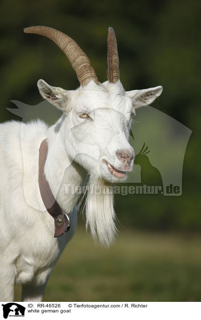 Weie Deutsche Edelziege / white german goat / RR-46526