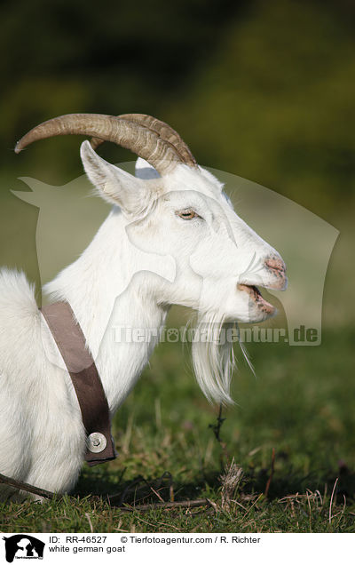 Weie Deutsche Edelziege / white german goat / RR-46527