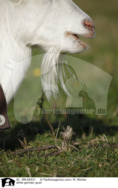 Weie Deutsche Edelziege / white german goat / RR-46531