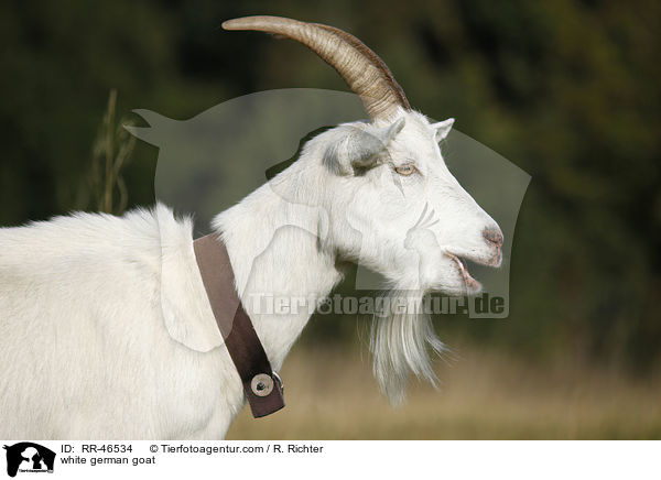 Weie Deutsche Edelziege / white german goat / RR-46534
