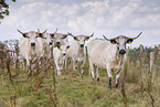 White Park Cattle