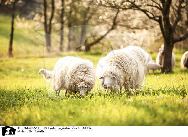 white polled heath / JAM-02519