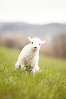 white polled heath lamb