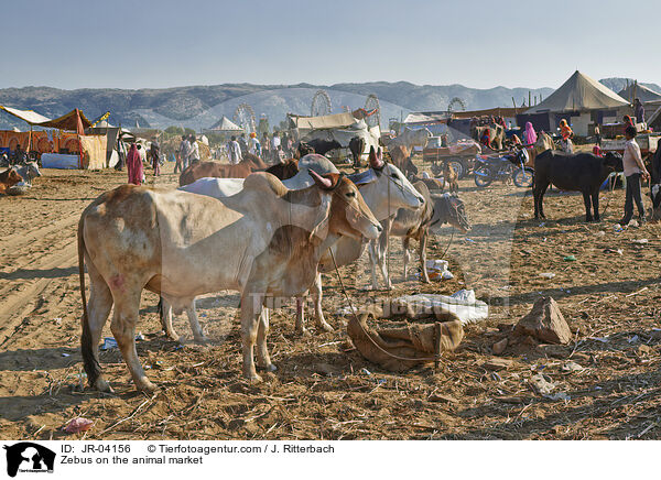 Zebus auf dem Viehmarkt / Zebus on the animal market / JR-04156