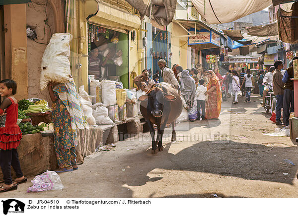 Zebu on Indias streets / JR-04510