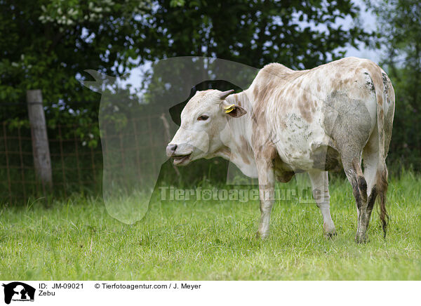 Zebu / JM-09021