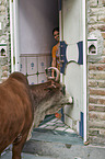 Zebu on Indias streets
