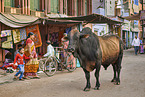 Zebu on Indias streets
