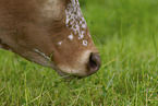 Zebu