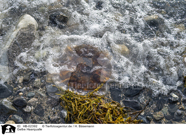 Gelbe Haarqualle / HB-02392