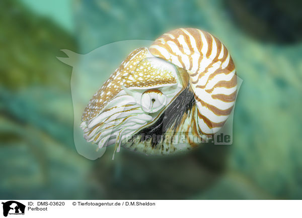 Perlboot / nautilida / DMS-03620