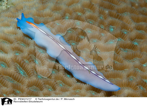 Rennstreifen-Strudelwurm / Turbellaria / PEM-01217