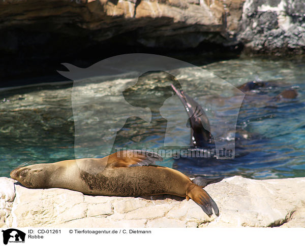 Robbe / seal / CD-01261