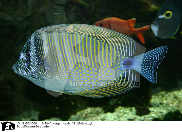 Segelflossen-Seebader / fish / BM-01008