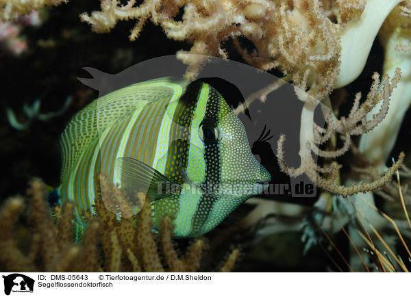 Segelflossendoktorfisch / tang / DMS-05643