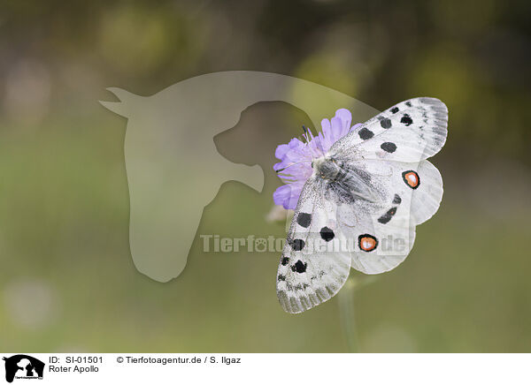 Roter Apollo / Mountain Apollo / SI-01501