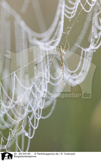 Bergstreckerspinne / silver stretch spider / DV-04140
