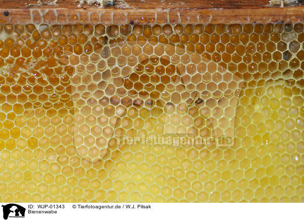Bienenwabe / honeycomb / WJP-01343