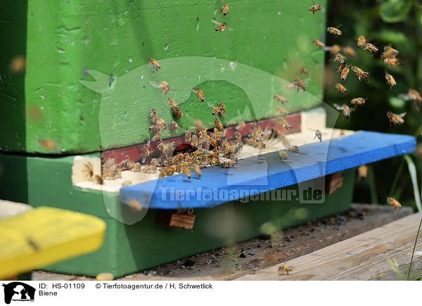 Biene / bee / HS-01109