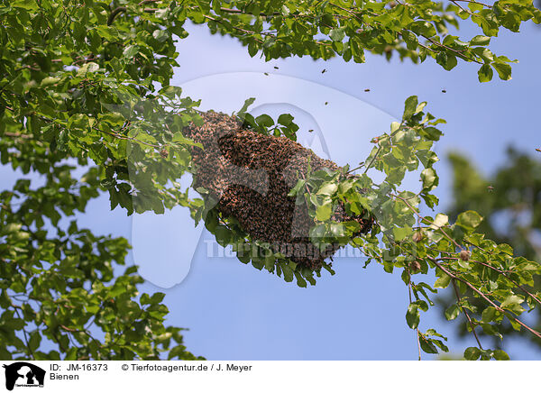 Bienen / bees / JM-16373