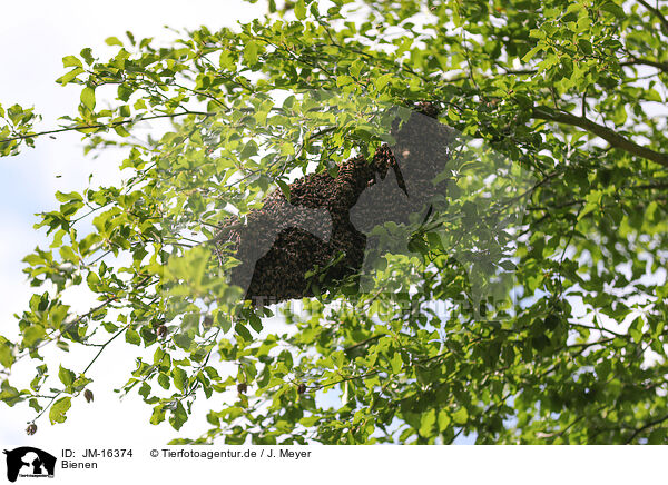 Bienen / bees / JM-16374