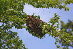Bienen
