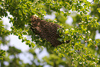 Bienen