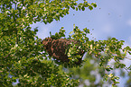 Bienen