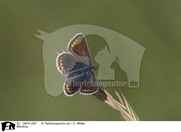 Bl�uling / common blue / CM-01287