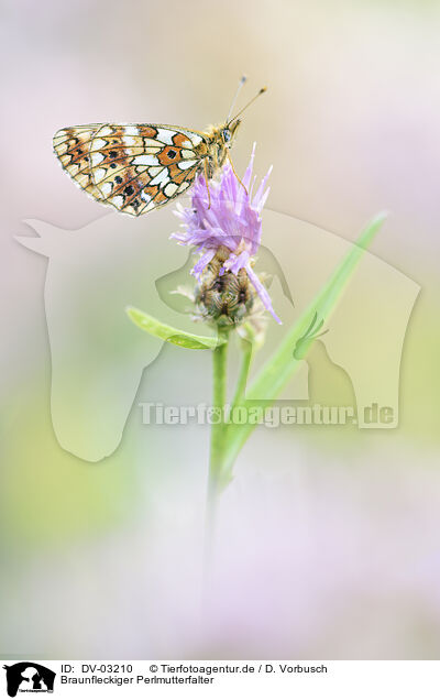 Braunfleckiger Perlmutterfalter / DV-03210