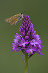 Braunkolbiger Braun-Dickkopffalter
