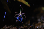 Echte Webspinne Deinopis longipes