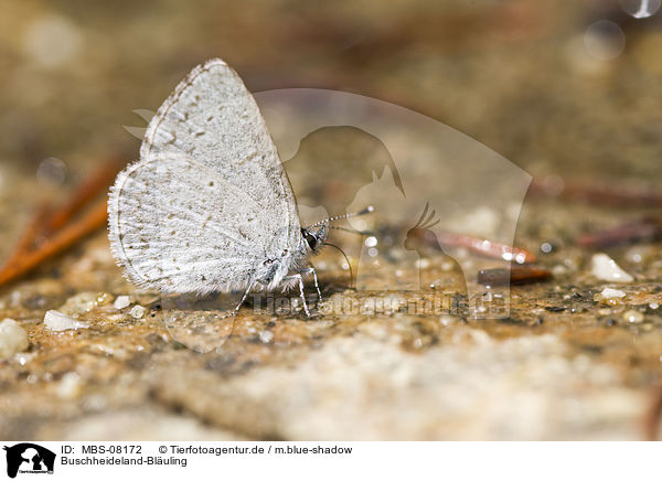 Buschheideland-Bl�uling / Spring Azure / MBS-08172
