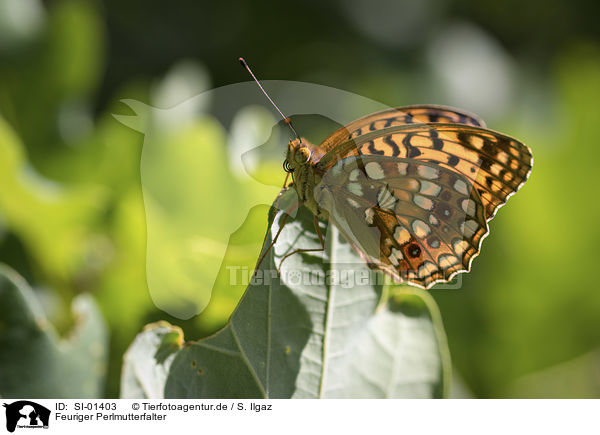 Feuriger Perlmutterfalter / high brown fritillary / SI-01403