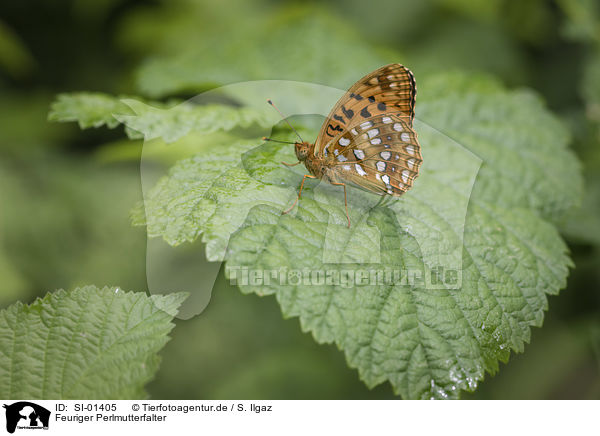 Feuriger Perlmutterfalter / high brown fritillary / SI-01405