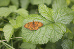 Feuriger Perlmutterfalter