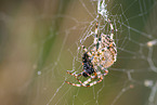Garten-Kreuzspinnen
