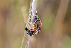 Garten-Kreuzspinnen