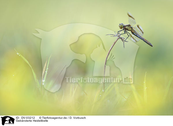 Geb�nderte Heidelibelle / banded darter / DV-03212