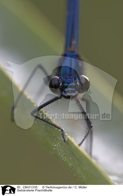 Geb�nderte Prachtlibelle / banded demoiselle / CM-01335