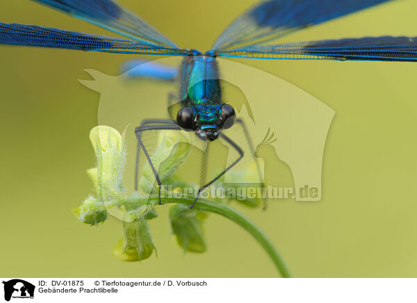 Geb�nderte Prachtlibelle / banded demoiselle / DV-01875
