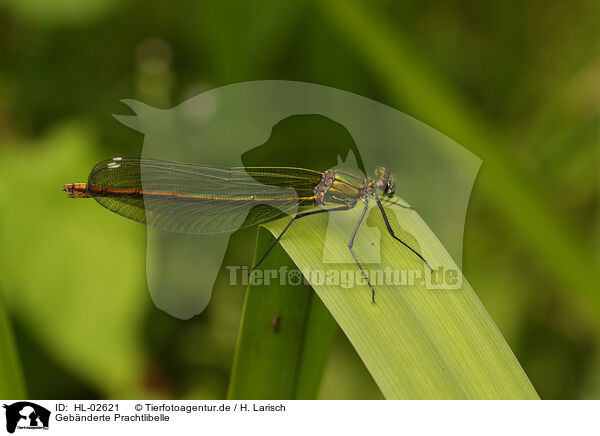 Geb�nderte Prachtlibelle / banded demoiselle / HL-02621