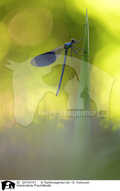 Geb�nderte Prachtlibelle / banded demoiselle / DV-04151