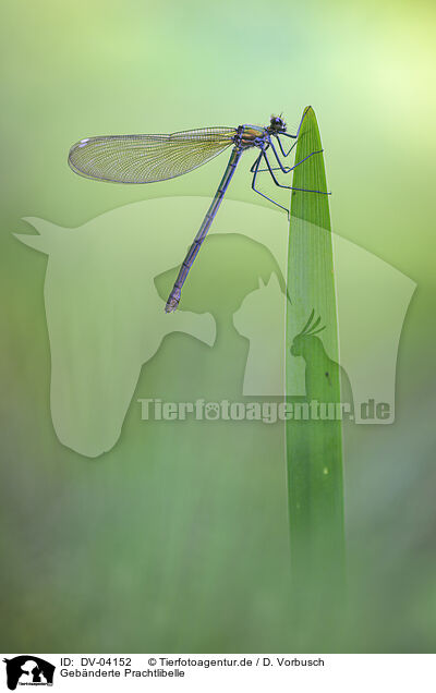 Geb�nderte Prachtlibelle / banded demoiselle / DV-04152