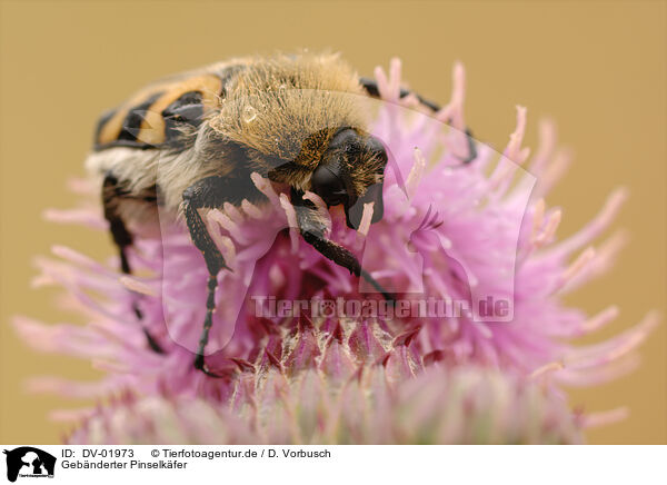 Geb�nderter Pinselk�fer / chafer / DV-01973