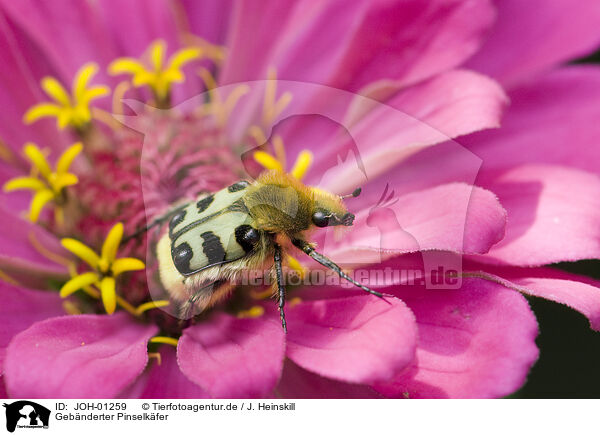 Geb�nderter Pinselk�fer / fiery banded bug / JOH-01259