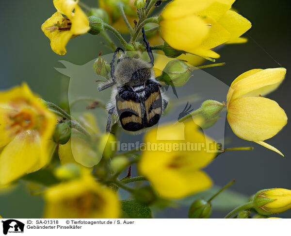 Geb�nderter Pinselk�fer / fiery Banded Bug / SA-01318
