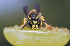 Gemeine Wespe