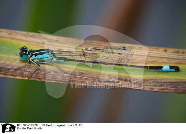 Gro�e Pechlibelle / blue-tailed damselfly / SO-02578